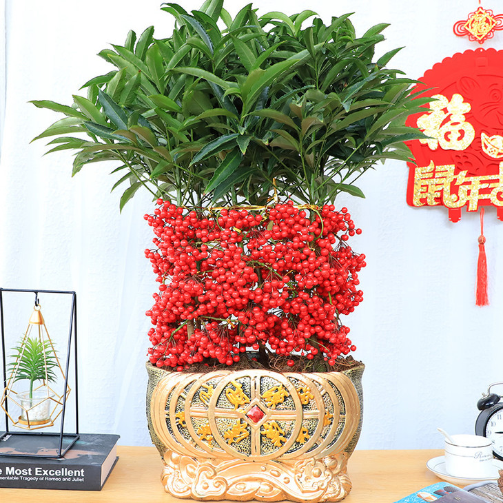 黄金万两盆栽-年宵花金玉满堂富贵籽带红果植物室内装饰盆栽(盆子随机