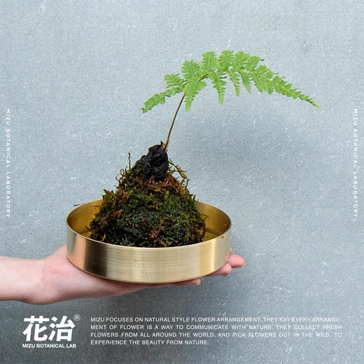金毛狗蕨 / Cibotium barometz / 珍稀蕨类植物 商品图0