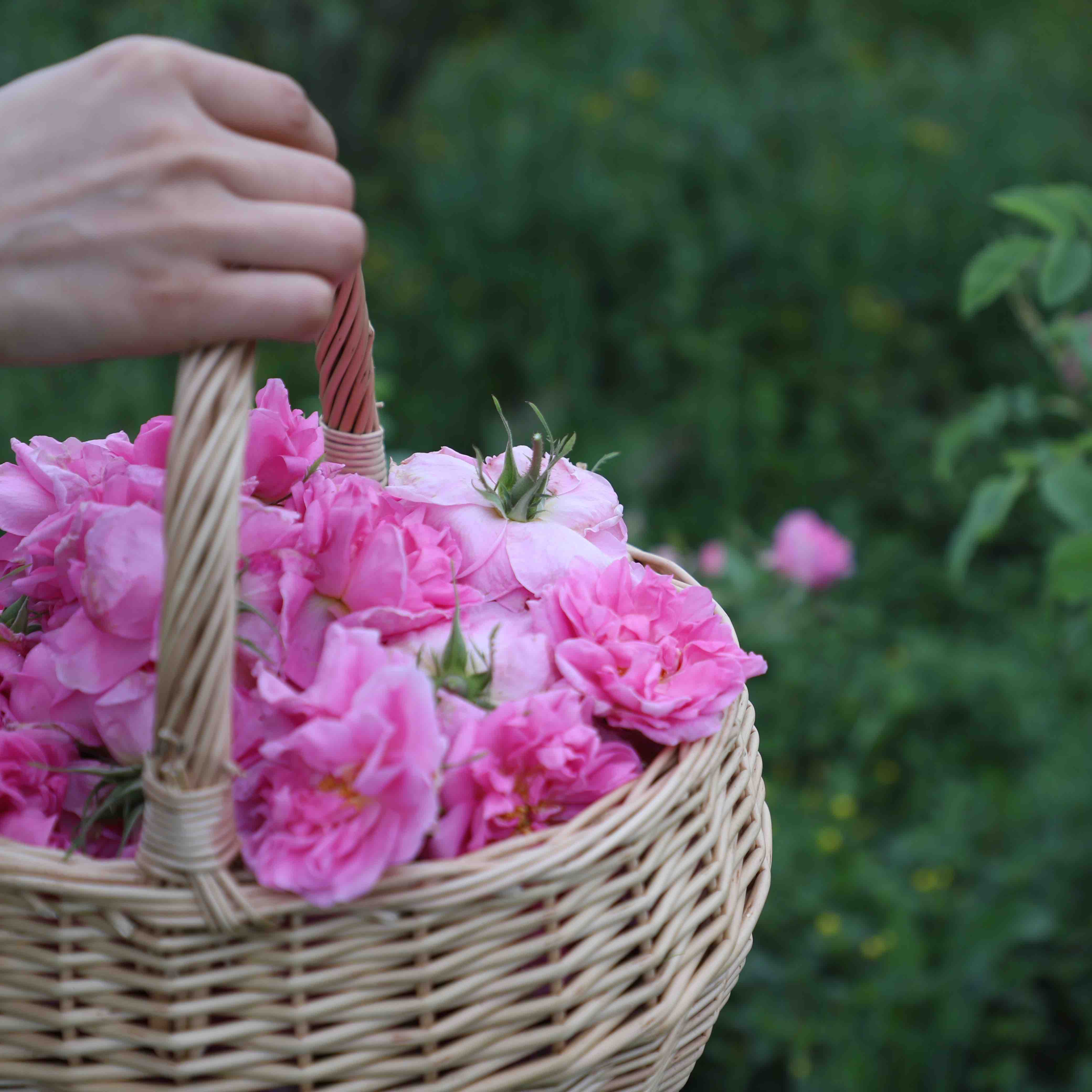 大马士革玫瑰 蒸馏提取 单方纯精油5ml