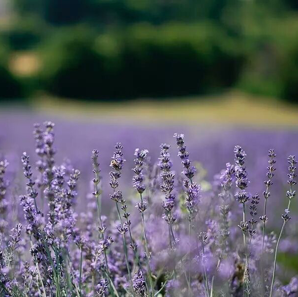真实薰衣草精油 法国产 蒸馏法 单方纯精油10ml