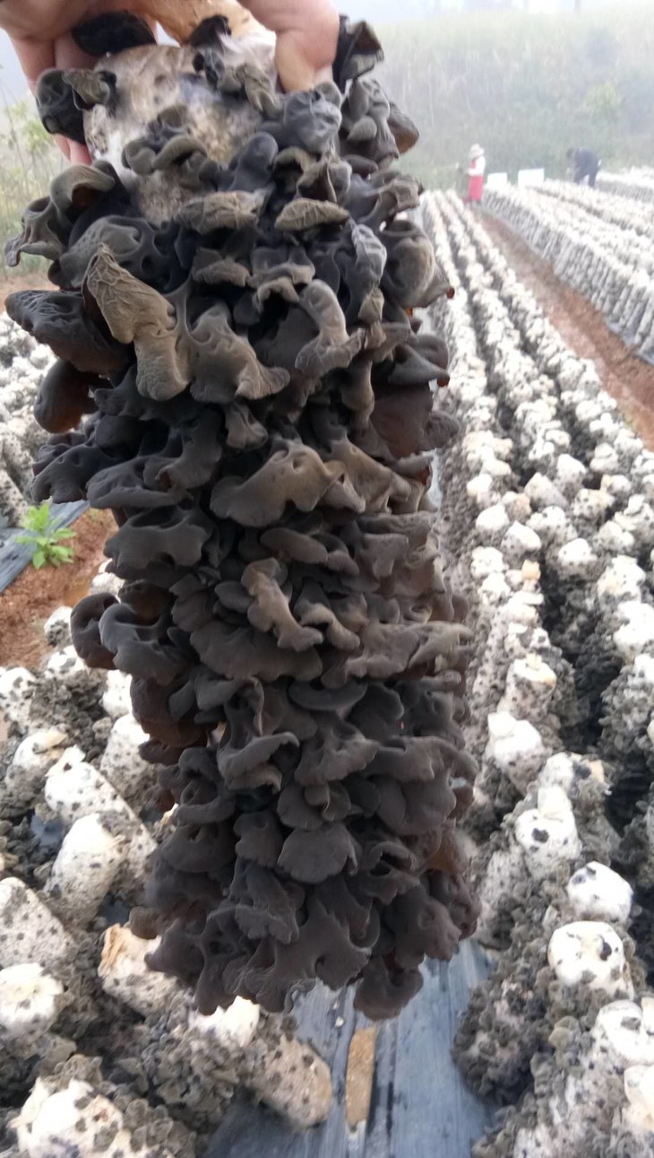 品名:桑枝木耳 规格:250g/袋 产地:云南省德宏傣族景颇族自治州 产品