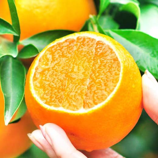 【朱珠水果】正宗沙糖桔 超薄皮 商品图3