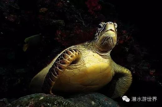 【行程】20年国庆8天7晚，一次网罗美娜多+蓝碧精华潜点 商品图2