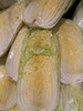 山东大白菜原价2.99元/斤，秒杀1.98元/斤。10斤起 商品缩略图1
