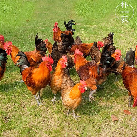 朴获雪山草鸡雪山鸡一只（净膛，公母随机，下单48小时之后发）冰冻鸡立华牧业 商品图2