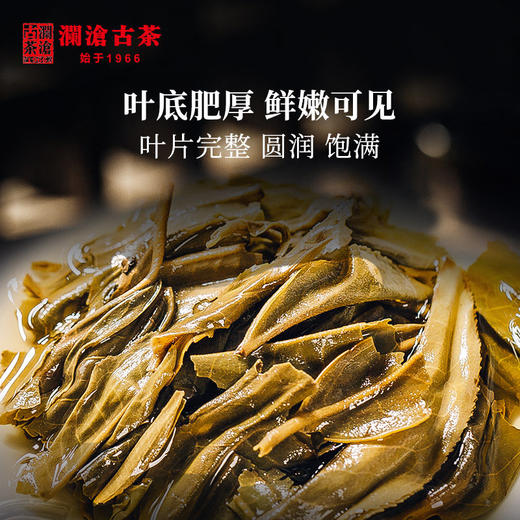澜沧古茶2020年007普洱茶生茶生普云南七子饼茶357g茶叶古树老树 商品图4