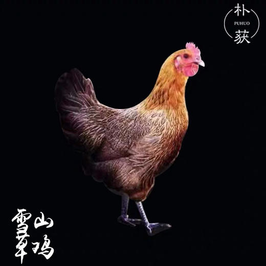 朴获雪山草鸡雪山鸡一只（净膛，公母随机，下单48小时之后发）冰冻鸡立华牧业 商品图1