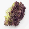 云南红叶生菜蔬菜 清香爽口 翠绿多汁 农家自种绿色蔬菜 500g/1000g/1500g装 商品缩略图1