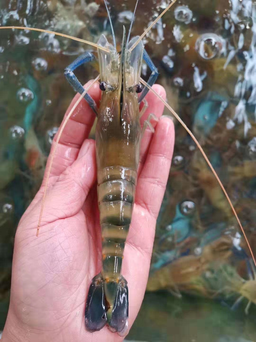 images
