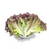 云南红叶生菜蔬菜 清香爽口 翠绿多汁 农家自种绿色蔬菜 500g/1000g/1500g装 商品缩略图2