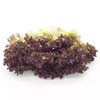 云南红叶生菜蔬菜 清香爽口 翠绿多汁 农家自种绿色蔬菜 500g/1000g/1500g装 商品缩略图0