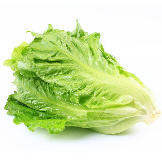 生菜500g±50g【团购价4.8元】 商品图0