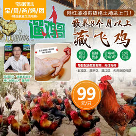 【爸妈团专享！99元/只】原价180元遛鸡哥林间散养8月以上土鸡送到家！
