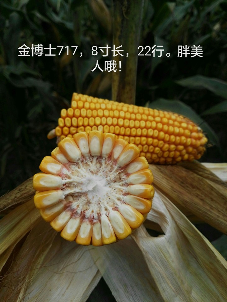 东华北金博士717