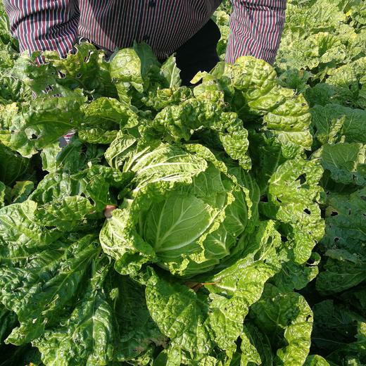 生态大白菜 | 合作生产 *Eco-Chinese Cabbage | Coprodution 商品图1
