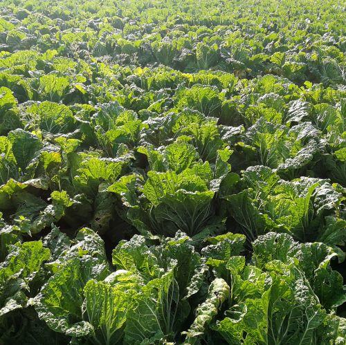 生态大白菜 | 合作生产 *Eco-Chinese Cabbage | Coprodution 商品图2