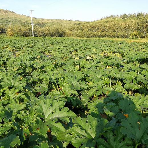 有机西葫芦+黄瓜团购 | 合作生产 *Organic Cucurbita pepo & White Cucumber | Coprodution 商品图1