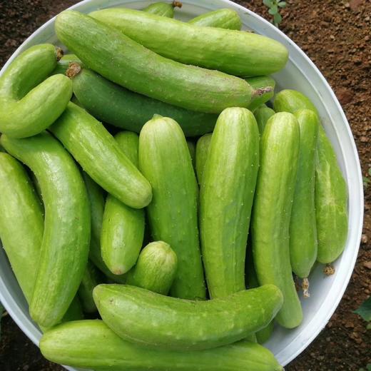 有机西葫芦+黄瓜团购 | 合作生产 *Organic Cucurbita pepo & White Cucumber | Coprodution 商品图4