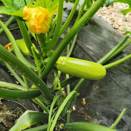 有机西葫芦+黄瓜团购 | 合作生产 *Organic Cucurbita pepo & White Cucumber | Coprodution 商品图0
