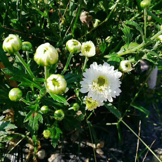 【72小时发货】金丝皇菊20朵/蓝田贡菊100g 一壶菊花茶 二两点心  岁月静好 商品图9