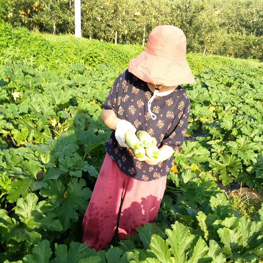 有机西葫芦+黄瓜团购 | 合作生产 *Organic Cucurbita pepo & White Cucumber | Coprodution 商品图3