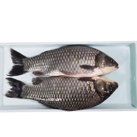 新鲜鲫鱼毛重350g-400g/条【团购价9.9元】