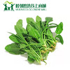 菠菜500g 商品缩略图0