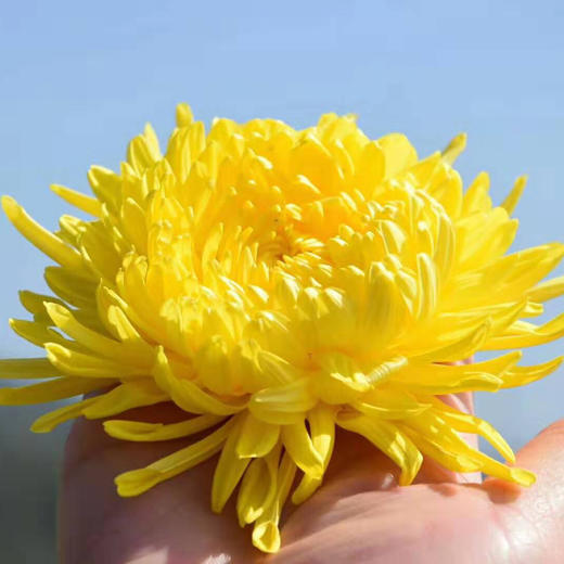 【72小时发货】金丝皇菊20朵/蓝田贡菊100g 一壶菊花茶 二两点心  岁月静好 商品图5