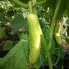 有机西葫芦+黄瓜团购 | 合作生产 *Organic Cucurbita pepo & White Cucumber | Coprodution 商品缩略图2