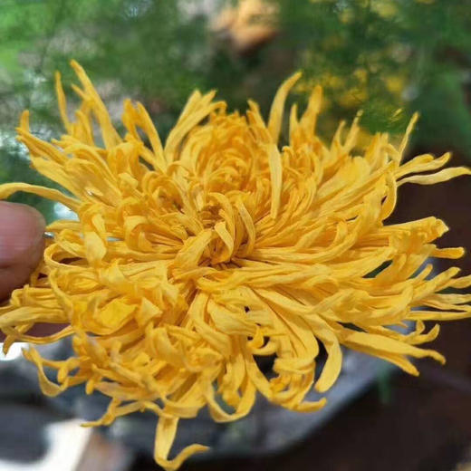 【72小时发货】金丝皇菊20朵/蓝田贡菊100g 一壶菊花茶 二两点心  岁月静好 商品图7