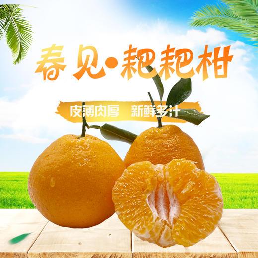 【抢！顺丰现发】春见耙耙柑，松软易剥，粒粒爆珠  8斤装热卖 商品图0