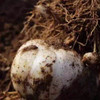 甘肃 兰州 9年生 鲜百合165g*3袋/斤 洁白如玉 口感香甜 个头大 鳞片肥厚 商品缩略图8