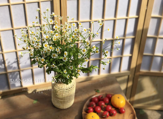 【罗马.洋甘菊】一扎图中的量／份 买2份 夏日里的小清新 商品图4