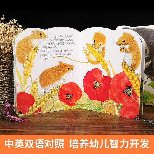 亮丽精美触摸书-全4册-小兔比利/小猫头鹰奥奇/小熊波比/小水獭奥斯卡 商品图2