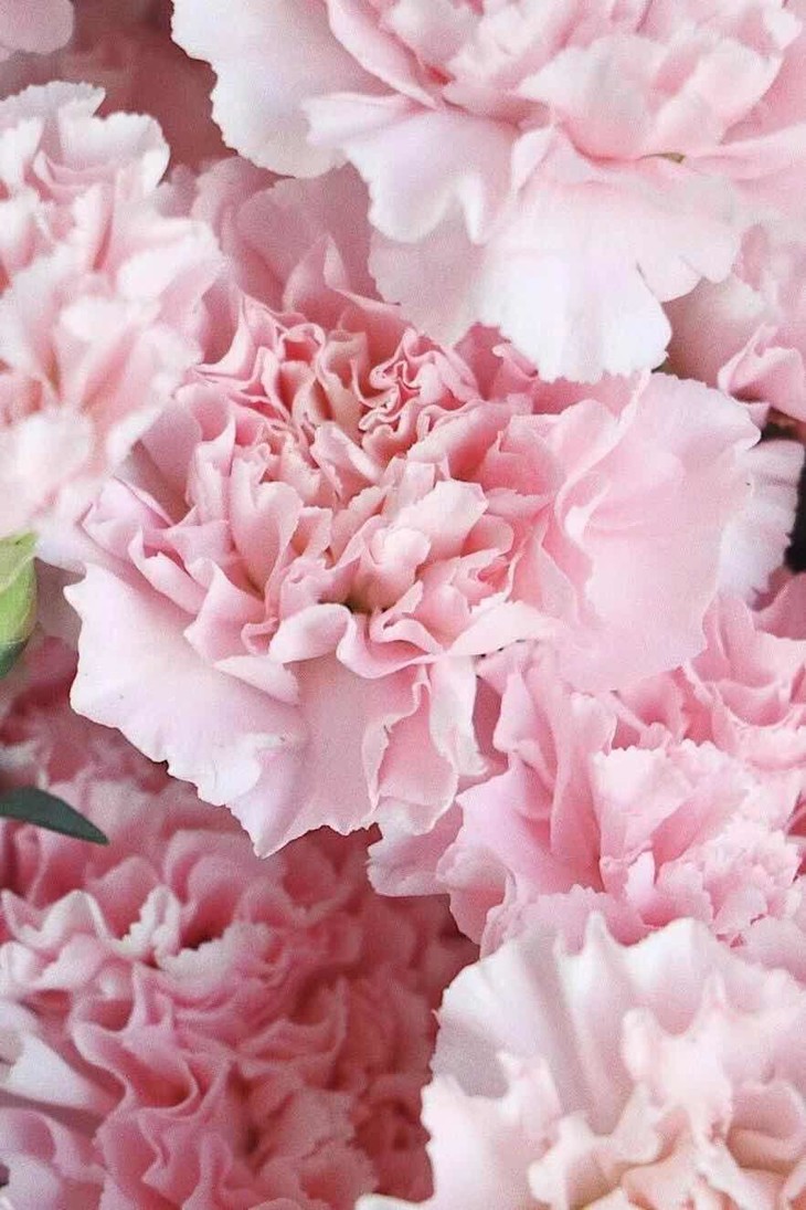 浅粉色单头康乃馨粉佳人也叫樱花粉 非常漂亮的浅粉色