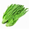 油麦菜（生鲜类商品当日取货，过期按取货日价格） 商品缩略图0