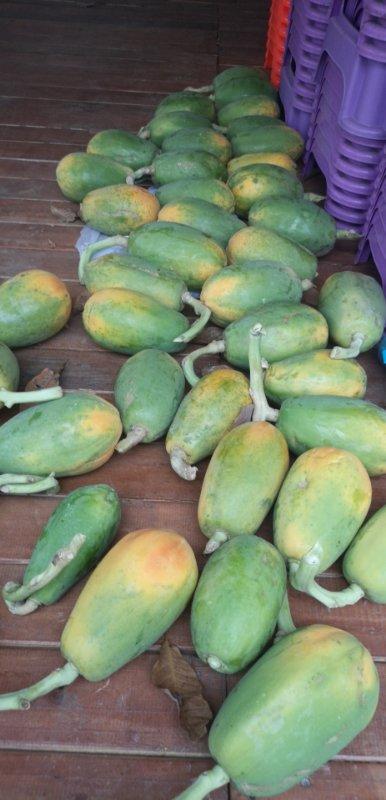 【顺丰包邮】海南树上自然熟海南黄金木瓜基地直邮 商品图3