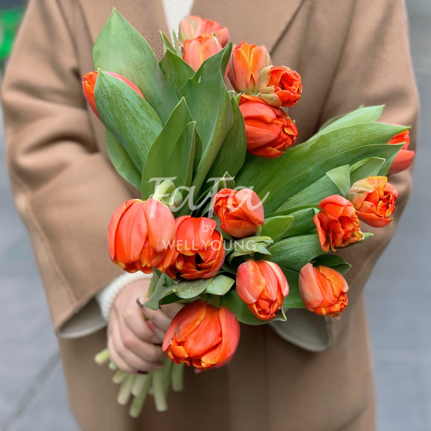 预售重瓣郁金香queensday花朵大垂头