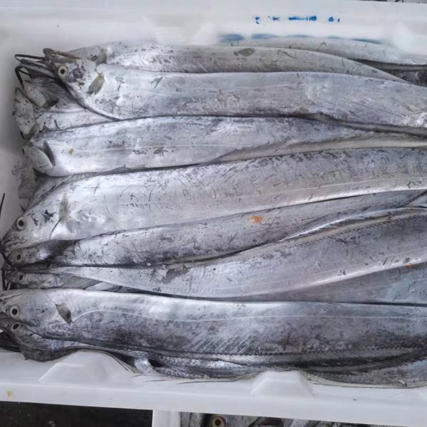 东海深海小带鱼8.5kg约50条一箱