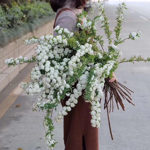 小手球花 花猫鲜花