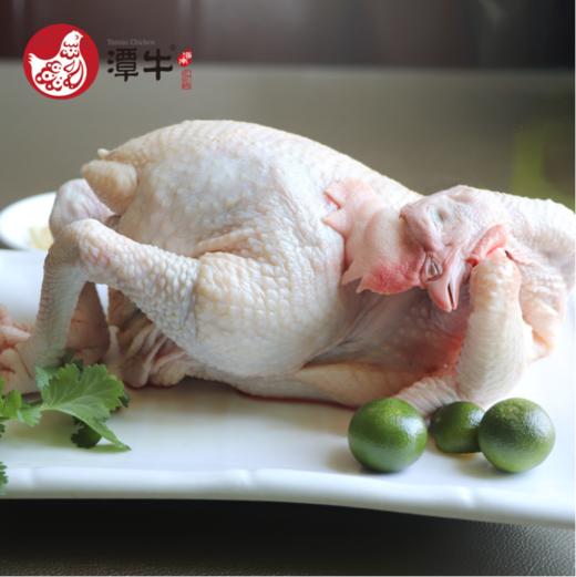 海南文昌鸡 商品图0