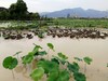 【600亩散养荷花鸭】散养2年以上，适合炖汤，汤醇味浓（周五基地直发） 商品缩略图1