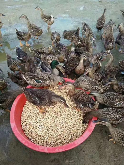 【600亩散养荷花鸭】散养2年以上，适合炖汤，汤醇味浓（周五基地直发） 商品图2