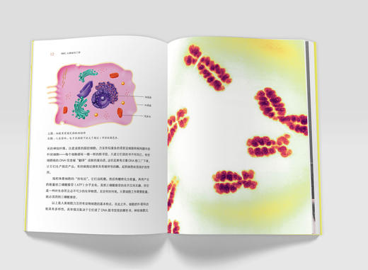 BBC人体如何工作：照顾好你的身体 BBC、DK王牌作者爱丽丝·罗伯茨重磅作品 商品图4