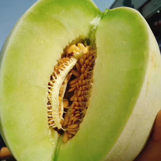 糯甜的玉菇甜瓜 商品图4