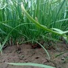 1斤（韭菜3.9元/斤）临泉农家种植传统土韭菜韭香十足田间直采 商品缩略图1