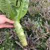 2斤（超值3.9莴笋元/斤）莴笋新鲜青笋红紫叶莴苣新鲜农户种植 商品缩略图1