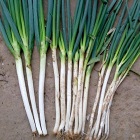 10斤扶贫助农（特惠大葱7毛/斤）大葱分葱葱味十足