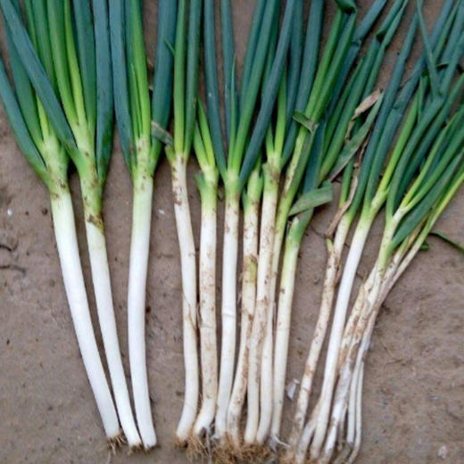10斤扶贫助农（特惠大葱7毛/斤）大葱分葱葱味十足 商品图0