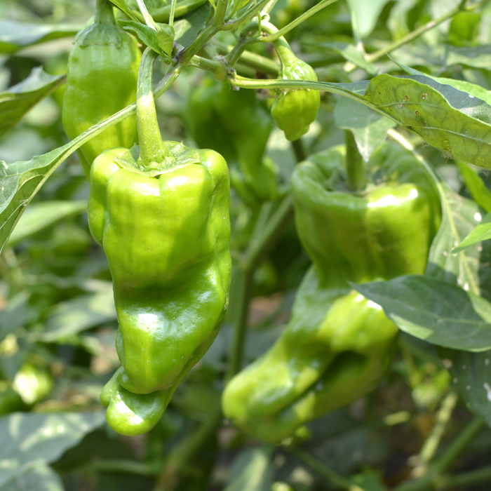 3斤（特惠3.5元/斤）临泉吕寨特产薄皮辣椒青椒菜椒